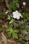 Wild geranium